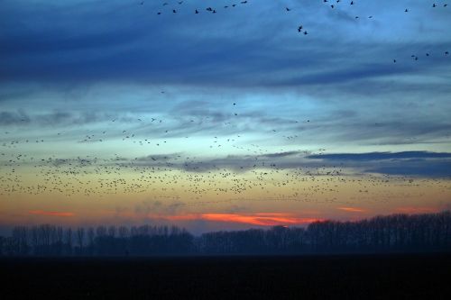 wild geese evening sky nature