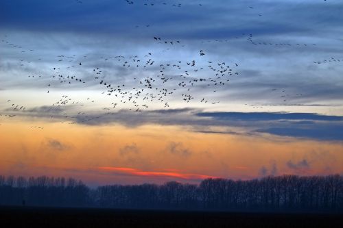 wild geese evening sky nature