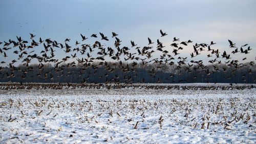 wild geese flock of birds winter