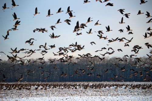wild geese flock of birds winter