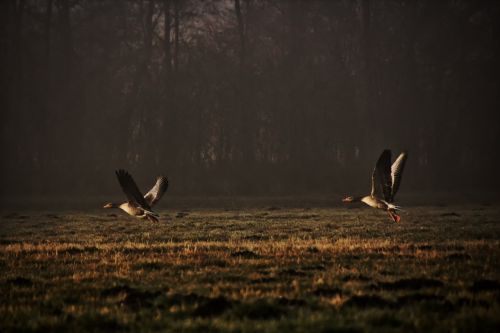 wild geese nature departure