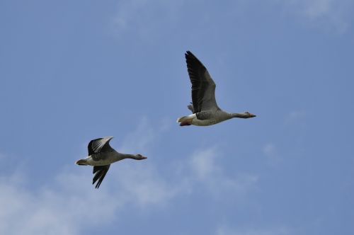 wild geese birds holland