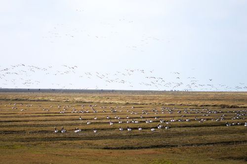 wild geese mecklenburg north