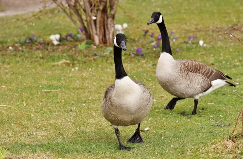 wild geese poultry pair