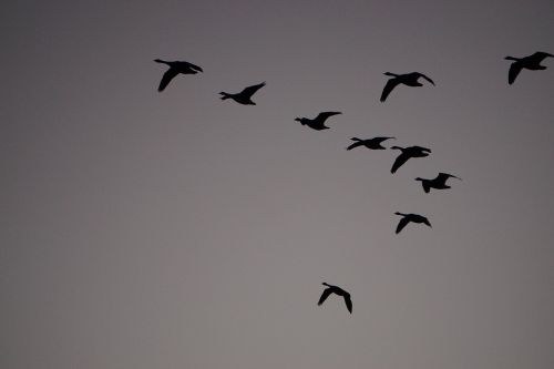 wild geese sky fly