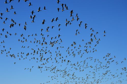 wild geese flight swarm