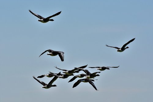 wild geese  grey geese  goose