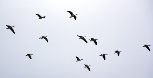 wild geese migratory birds geese
