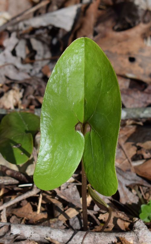 wild ginger ginger asarum shuttleworthii leaf