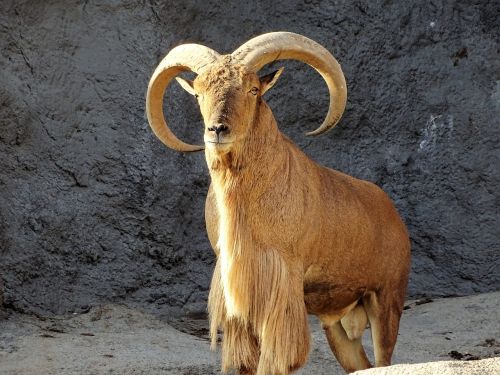wild goat goat animal