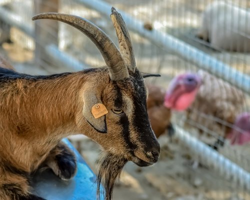 wild goat  animal  horns