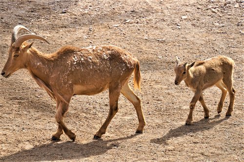 wild goat  young  family
