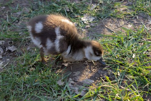 wild goose chicks young animal