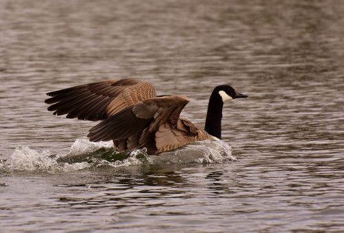 wild goose landing water