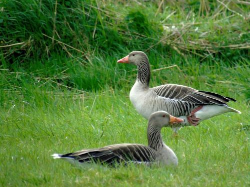 wild goose bird water bird