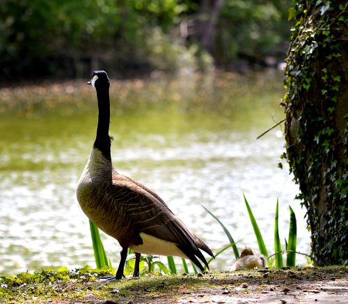 wild goose canada goose water bird