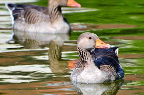 wild goose goose bird