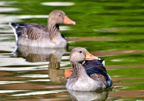 wild goose goose bird