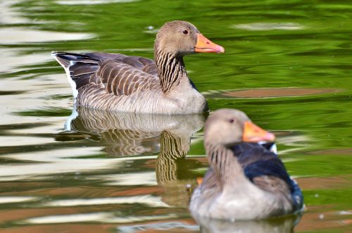 wild goose goose bird