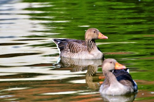 wild goose goose bird