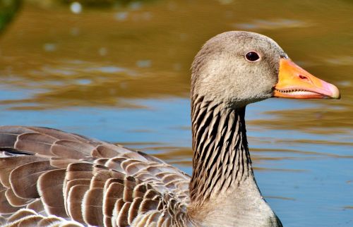 wild goose goose bird