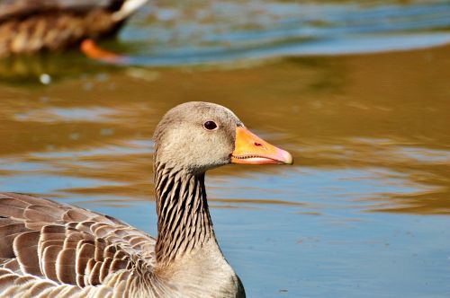 wild goose goose bird