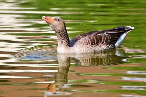 wild goose goose bird