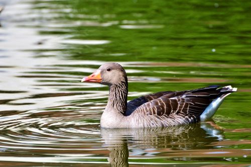 wild goose goose bird