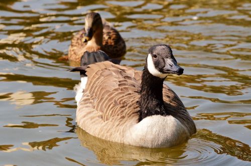 wild goose goose water bird