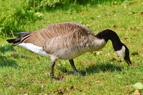 wild goose goose water bird