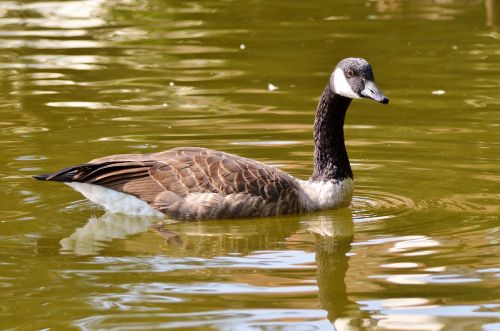 wild goose goose water bird