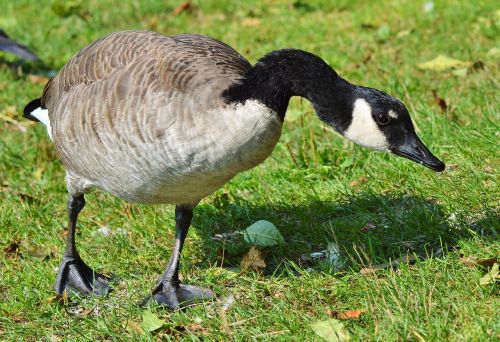 wild goose goose water bird