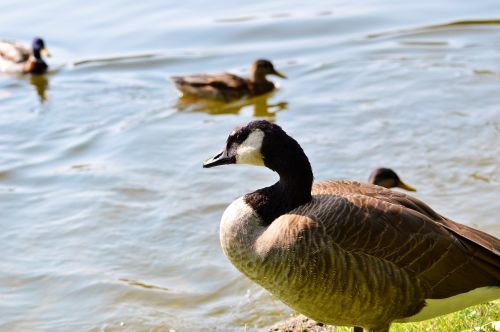 wild goose goose water bird