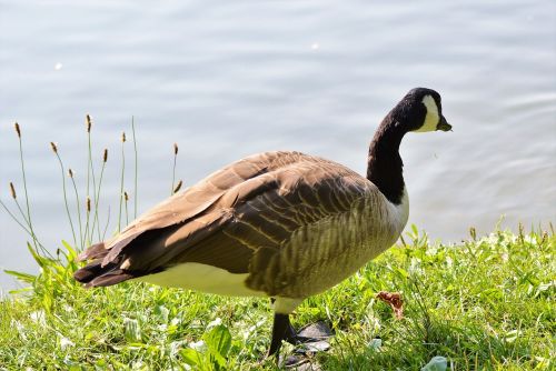 wild goose goose water bird