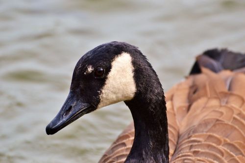 wild goose goose bird