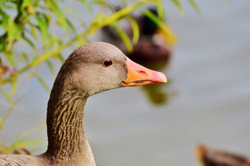 wild goose goose bird