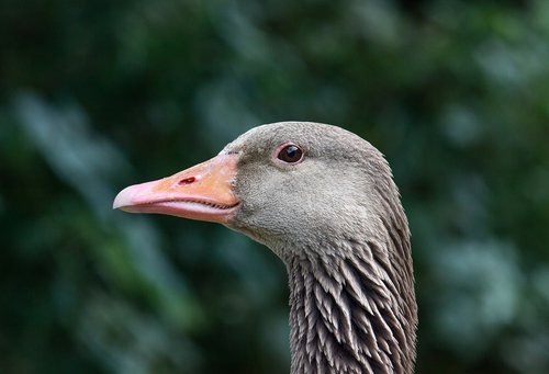 wild goose  water bird  greylag goose