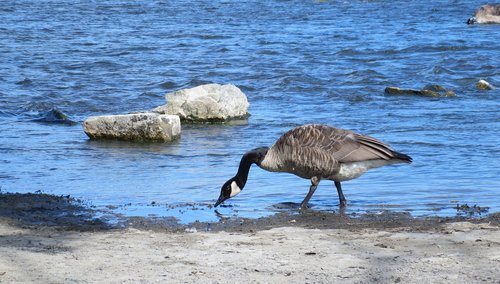 wild goose  goose  bird