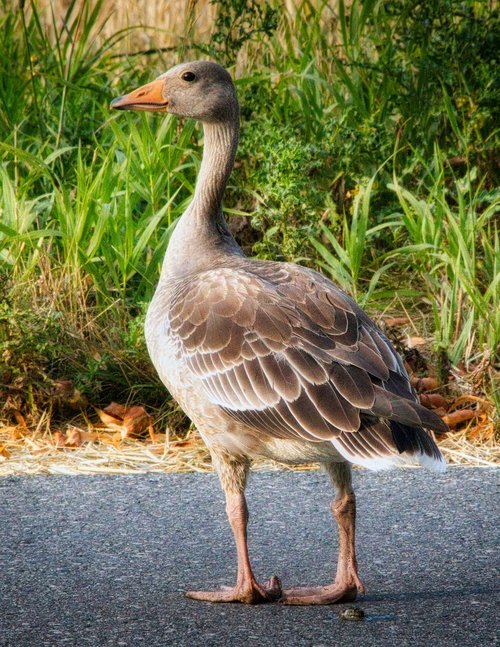 wild goose  goose  bird