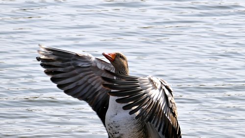 wild goose  wing  lake
