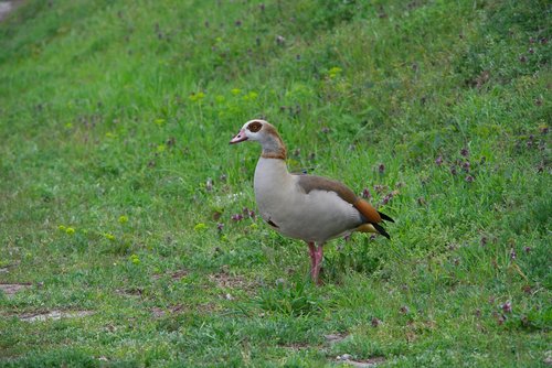 wild goose  nature  rhine