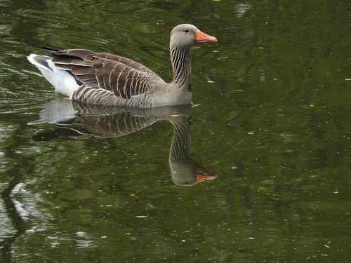 wild goose  goose  water bird
