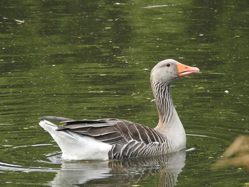 wild goose  goose  water bird