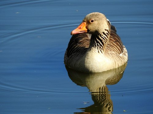 wild goose  goose  water bird