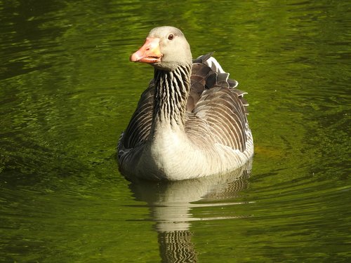 wild goose  greylag goose  water bird
