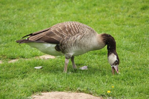 wild goose bird water bird