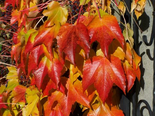 wild grapes autumn leaves autumn colors