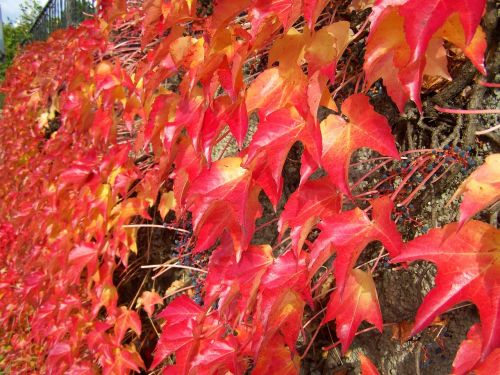 wild grapes creeping plant autumn colors