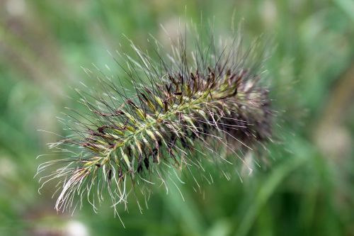 wild grass grass wild