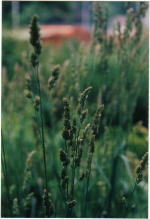 Wild Grass